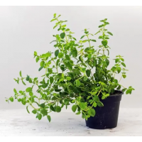 Muda de Oregano Limão PeteAgro