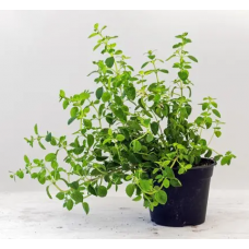 Muda de Oregano Limão PeteAgro