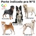 Casa Pra Cachorro Nº5 PeteAgro Casa Pra Cachorro Nº5 PeteAgro